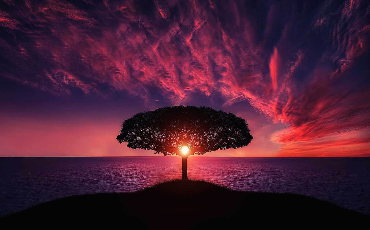 Tree silhouette at sunset