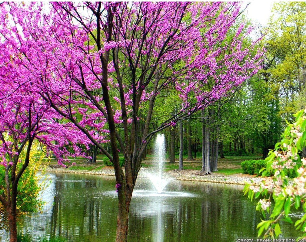 Spring park scene